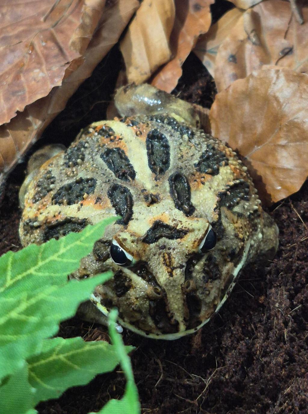 Naveen takes a&nbsp;bath