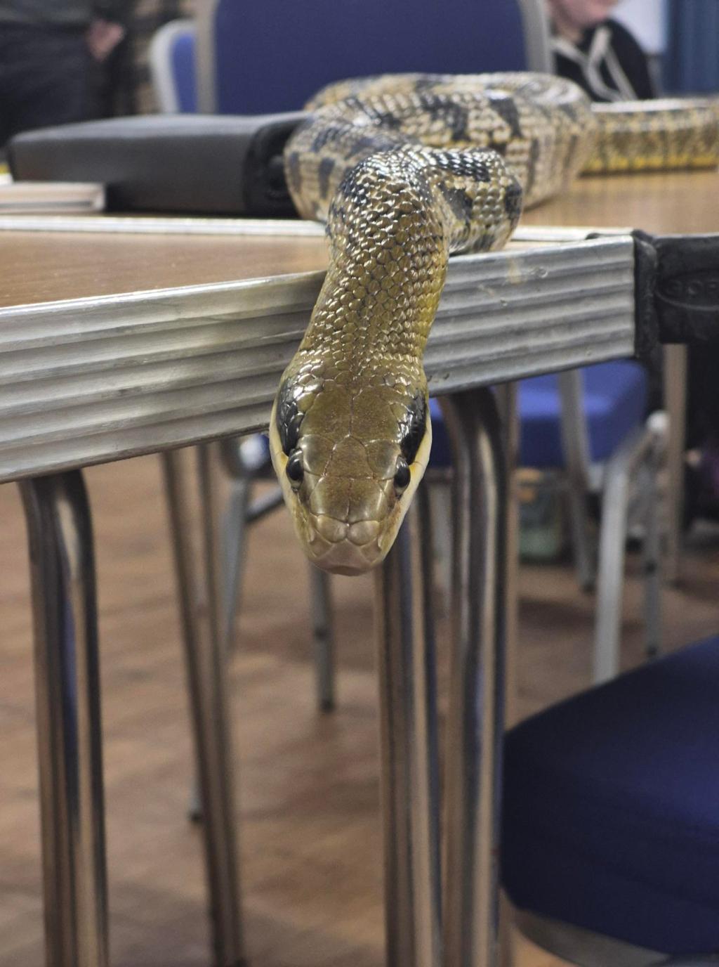 Tarzan tries being&nbsp;socail